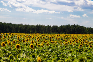 Sunflower field. Agriculture, sunflower seed growing concept. Blooming sunflower field in rural...