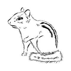 chipmunk, vector sketch