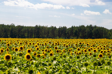 Sunflower field. Agriculture, sunflower seed growing concept. Blooming sunflower field in rural...