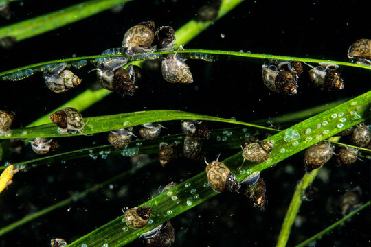 Mud Bithynia laying eggs on aquatic plants in the shallow waters of the St. Lawrence River during summer.