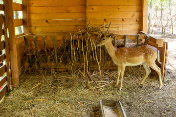 A spotted young deer stands attentively inside a clean, spacious wooden shelter filled with fresh...