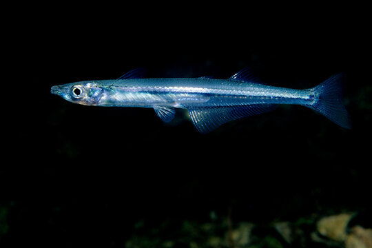 Brook Silverside, a freshwater fish, glides close to the surface of the St. Lawrence River.