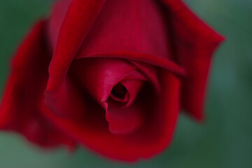 Red rose macro. Red rose flower macro. Rose symbol of Love. Valentine card. Valentine Red Rose....
