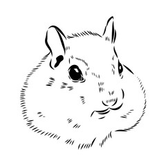 chipmunk, vector sketch