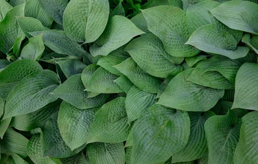 Lush Green Hosta Foliage Close-Up