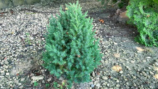 Scaly juniper highlighted in decorative gravel landscape. This easy-to-care conifer offers balance. Three-season texture of scaly juniper perfects eco-friendly garden with scaly juniper charm