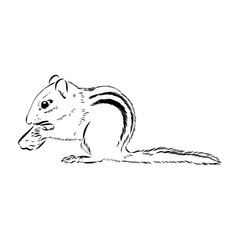 chipmunk, vector sketch