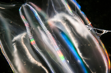 Comb jelly drifting underwater in the St. Lawrence River in Canada.