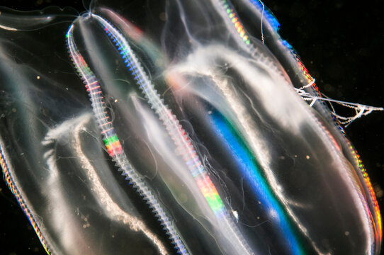 Comb jelly drifting underwater in the St. Lawrence River in Canada. - Powered by Adobe