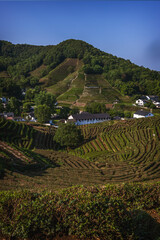 Vertical landscape view at green Lung Jing tea plantations