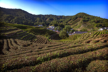 Long Jing tea plantations in South China