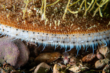 Atlantic Deep-sea scallop underwater in the St. Lawrence River in Canada