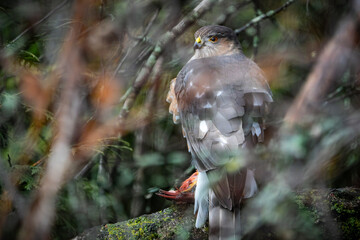 A cooper&rsquo;s hawk perched in a tree and eating its prey. A Northern cardinal bird it has just captured.