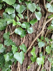 plants in the garden