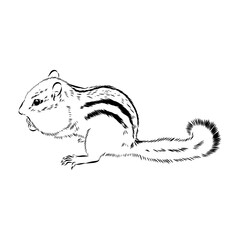 chipmunk, vector sketch