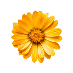 Obraz premium Close-up of a vibrant yellow gerbera daisy blossom with delicate petals, isolated on a clean white background, showcasing its natural beauty