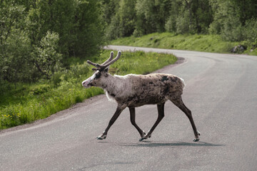 Reindeer crossing highway towards a forest