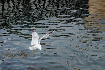 Seagull hunting for fish at the pier