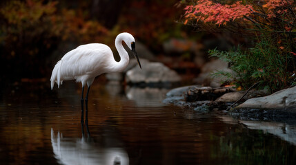 great white heron