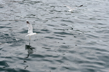Seagulls catching fish in the sea