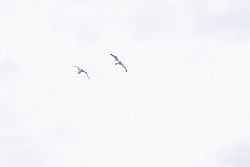 Birds flying in the sky