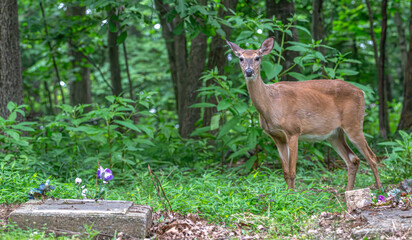 Fototapeta premium Doe standing in a cemetery.