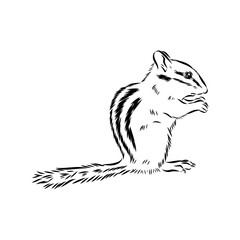 chipmunk, vector sketch