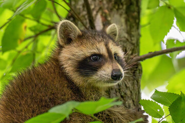 Closeup of a raccoon in a tree. © Lecia Michelle
