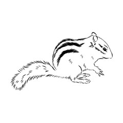 chipmunk, vector sketch