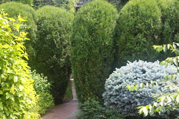 pine runners, coniferous seedlings for sale in a nursery, coniferous seedlings, landscape design, 9