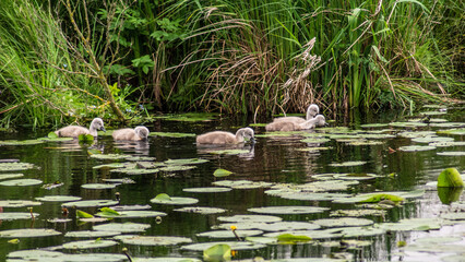 Schwan Babys mit Eltern im Wasser 