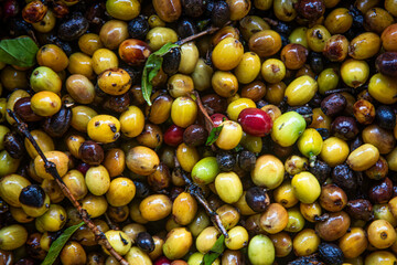 Colombian coffee,  axis of the coffee triangle