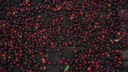 Colombian coffee,  axis of the coffee triangle