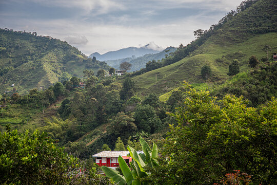 Colombian coffee,  axis of the coffee triangle