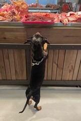 An adorable dachshund dog or puppy wearing a harness stands on its hind legs with its paws on a...