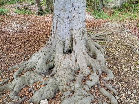A sturdy tree trunk with its gnarled, visible roots presents a testament
