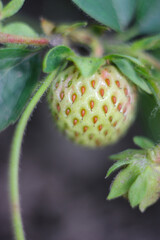 Growing strawberries macro. Green strawberrie in the garden. Unripe growing strawberrie. Garden with strawberries.
