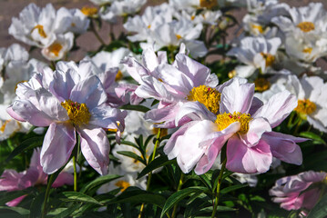 White and pink peonies blooming in a botanical garden.