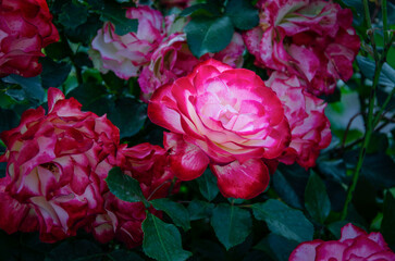 Bright roses blooming in a botanical garden.