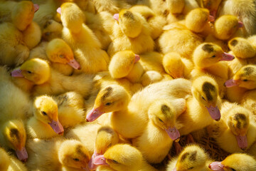 Fluffy Yellow Ducklings in a Group on Straw   Puszyste żółte kaczuszki w grupie na słomie © Adrian White