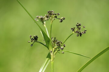 Flowering Wood Club-rush (Scirpus sylvaticus) plant in wild © kazakovmaksim