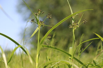 Flowering Wood Club-rush (Scirpus sylvaticus) plant in wild © kazakovmaksim