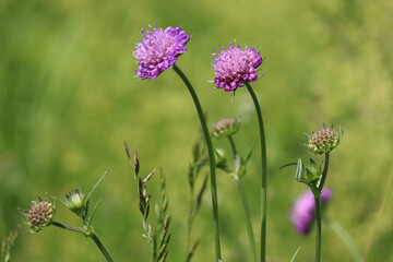 Fototapeta premium Purple flowers of Field Scabious (Knautia arvensis) in wild