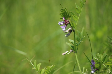 Purple flowers of Bush Vetch (Vicia sepium) in wild