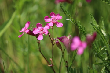 Pink flowers of sticky catchfly (Viscaria vulgaris) plant in wild