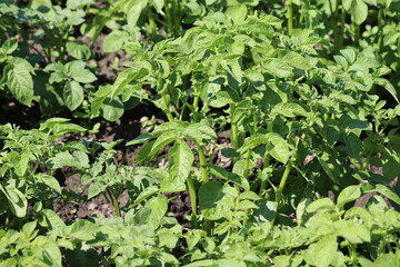 Fototapeta premium Potato plants (Solanum tuberosum) with green leaves in an agricultural field