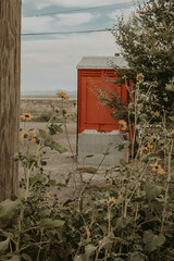 sunflowers by nowhere