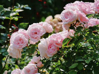 Westerland Polyantha rose flowers. Pink roses bloom