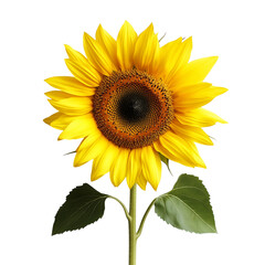 Obraz premium Bright yellow sunflower blossom with green leaves isolated on a white background