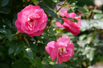 Westerland Polyantha rose flowers. Pink roses bloom close up